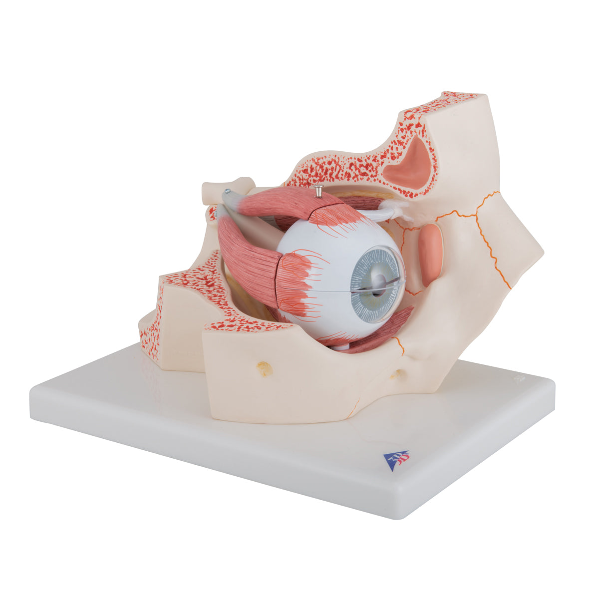 Eye Model, 3x Full-Size, 7 Part