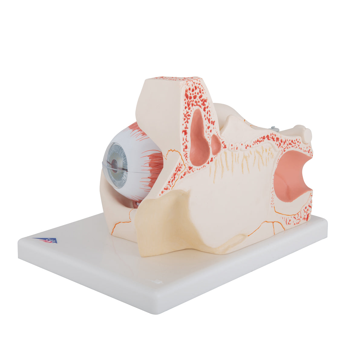 Eye Model, 3x Full-Size, 7 Part