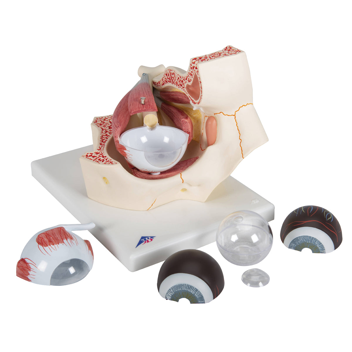 Eye Model, 3x Full-Size, 7 Part