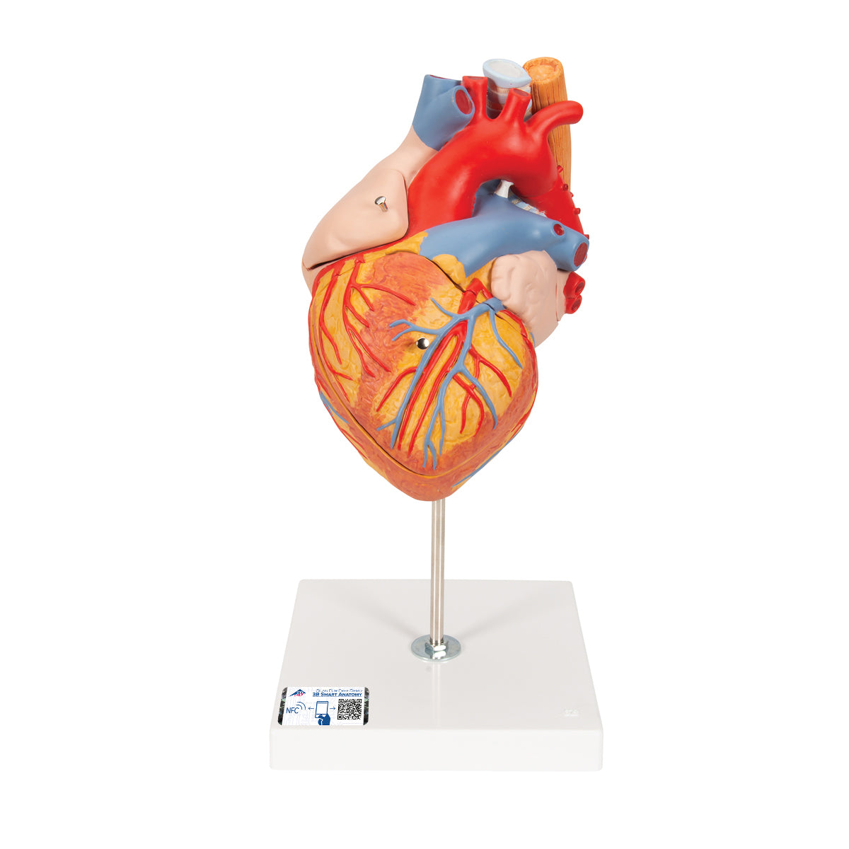 Human Heart Model with Esophagus and Trachea, 2x Life-Size, 5 Part
