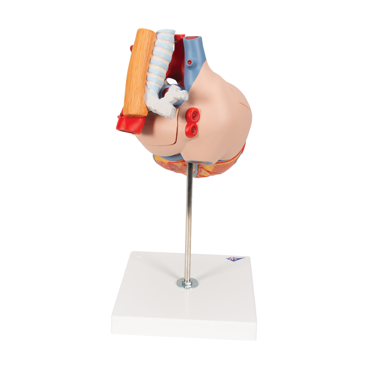 Human Heart Model with Esophagus and Trachea, 2x Life-Size, 5 Part