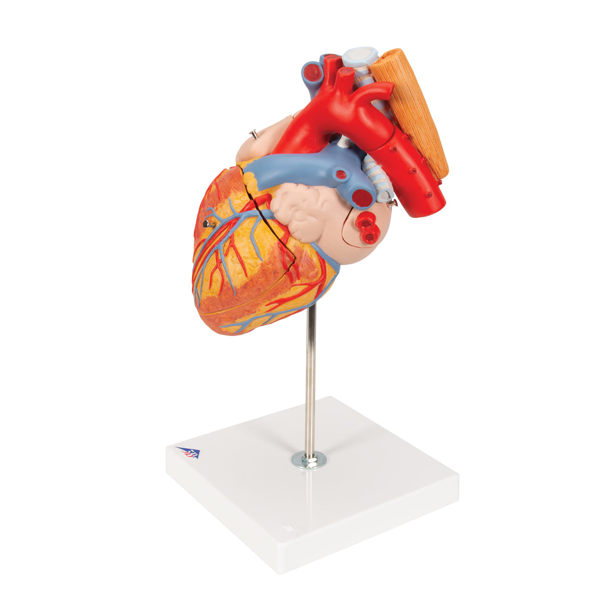 Human Heart Model with Esophagus and Trachea, 2x Life-Size, 5 Part