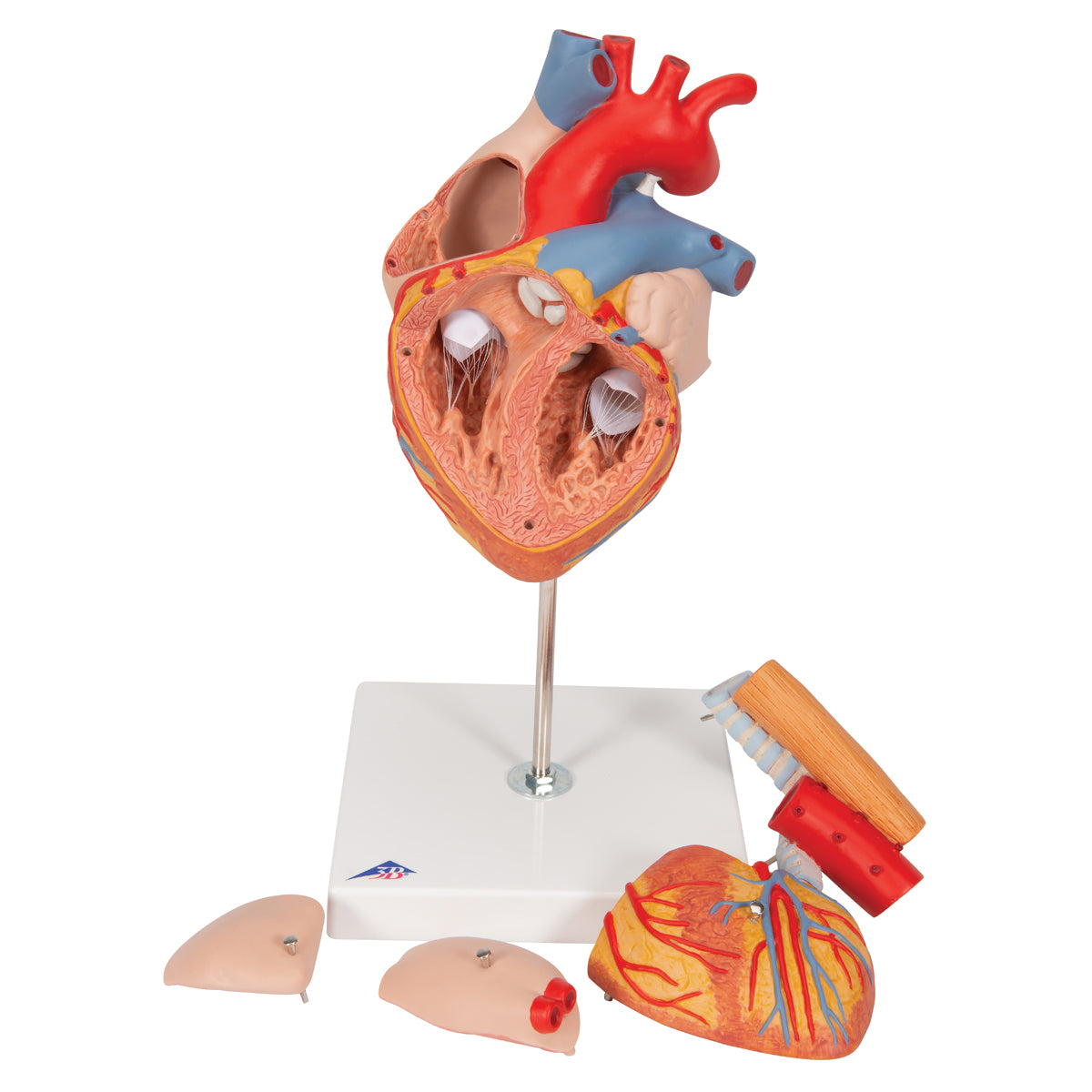 Human Heart Model with Esophagus and Trachea, 2x Life-Size, 5 Part