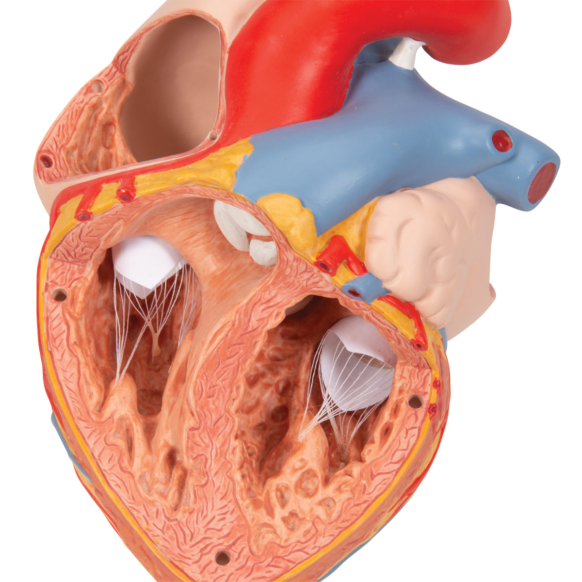 Human Heart Model with Esophagus and Trachea, 2x Life-Size, 5 Part
