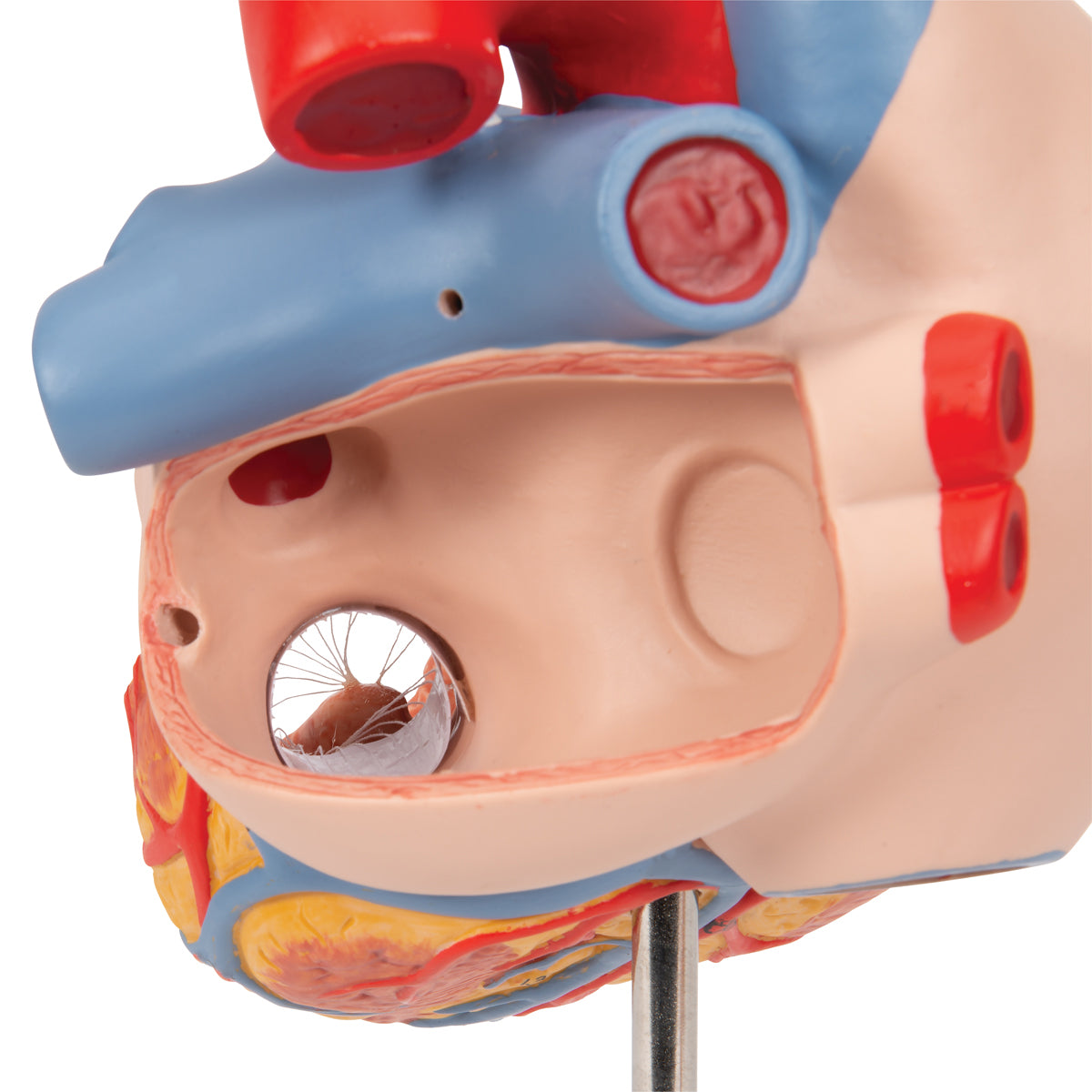 Human Heart Model with Esophagus and Trachea, 2x Life-Size, 5 Part