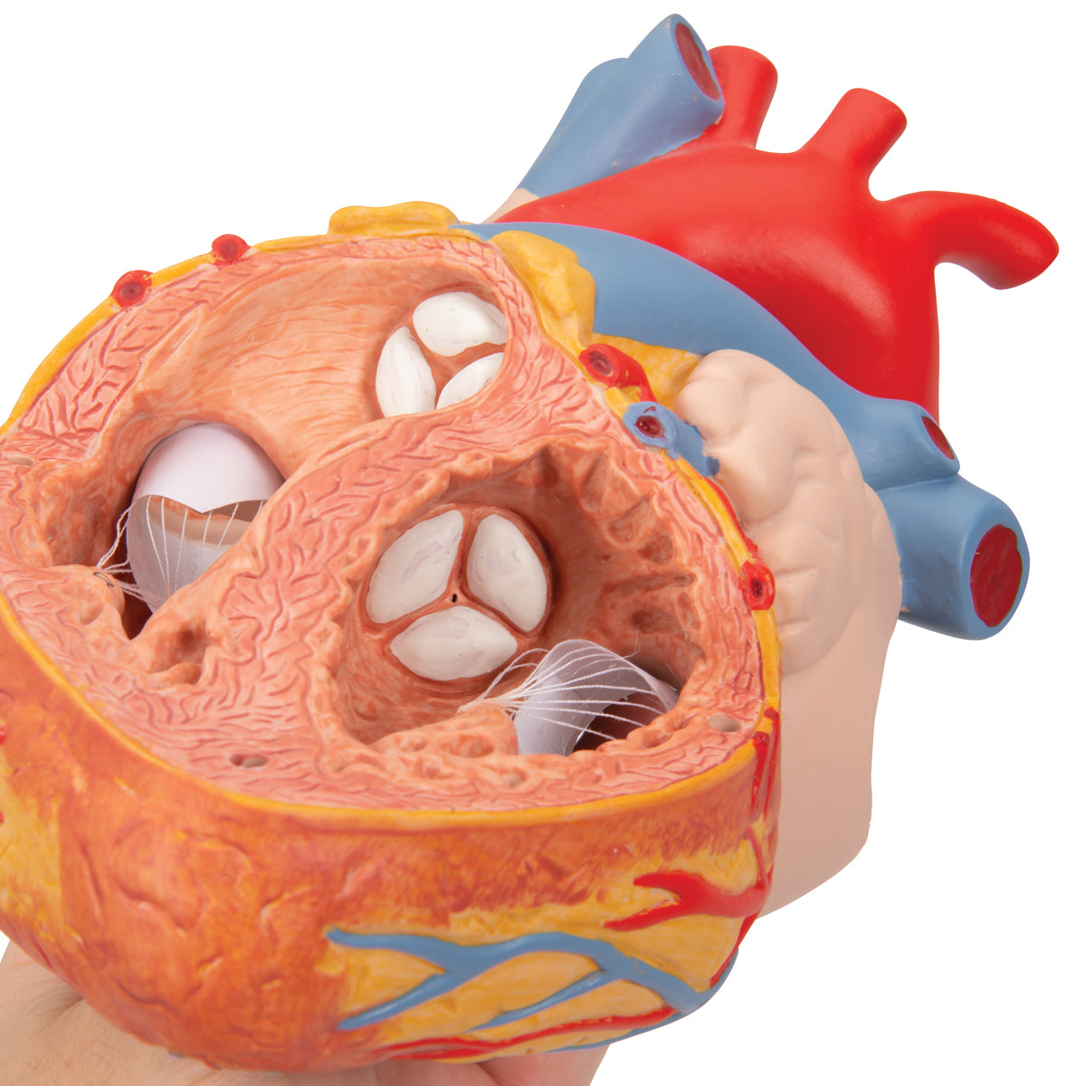 Human Heart Model with Esophagus and Trachea, 2x Life-Size, 5 Part