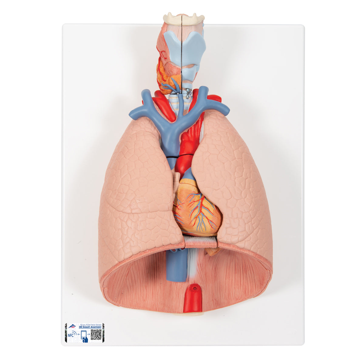 Lung Model with Larynx, 7 Part