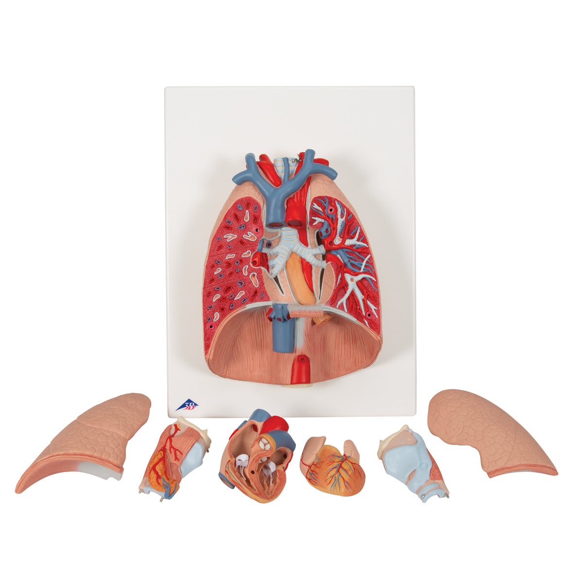 Lung Model with Larynx, 7 Part