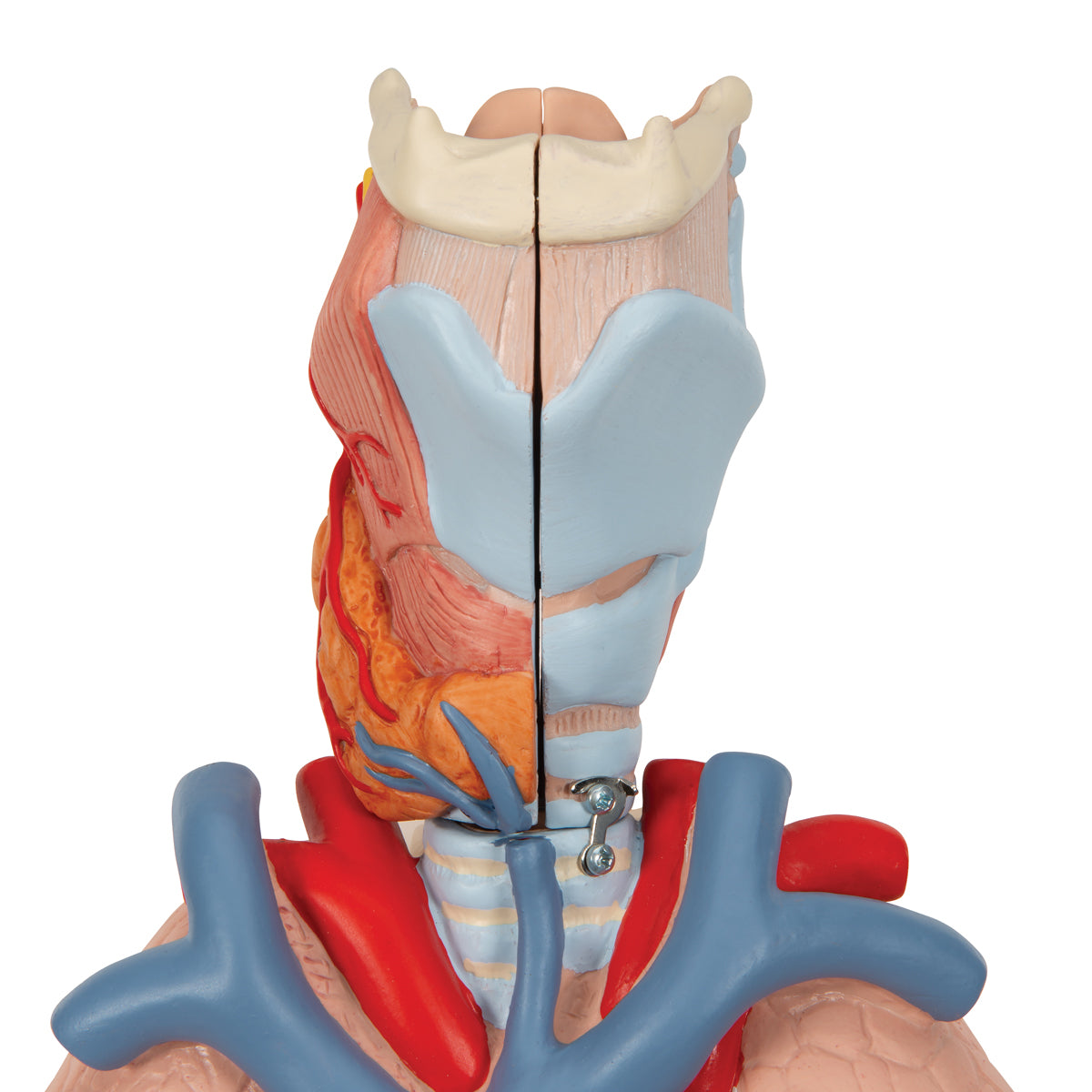 Lung Model with Larynx, 7 Part