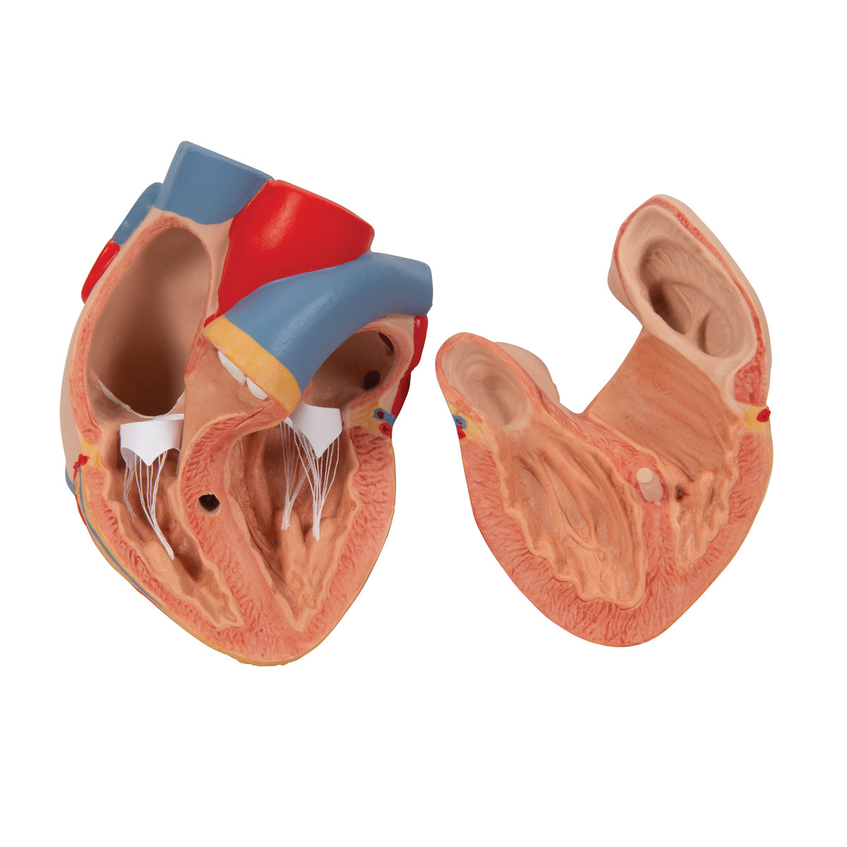 Lung Model with Larynx, 7 Part