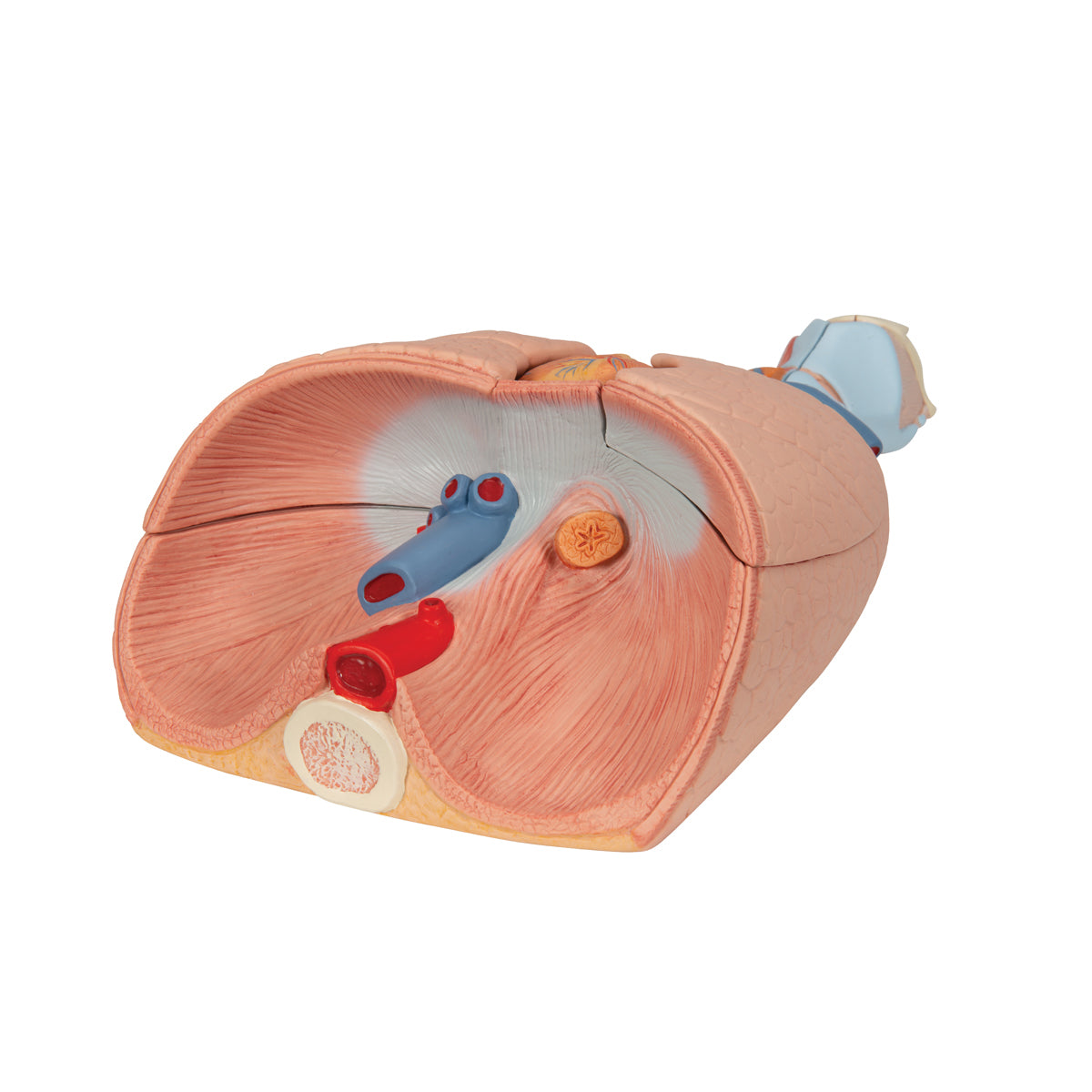 Lung Model with Larynx, 7 Part