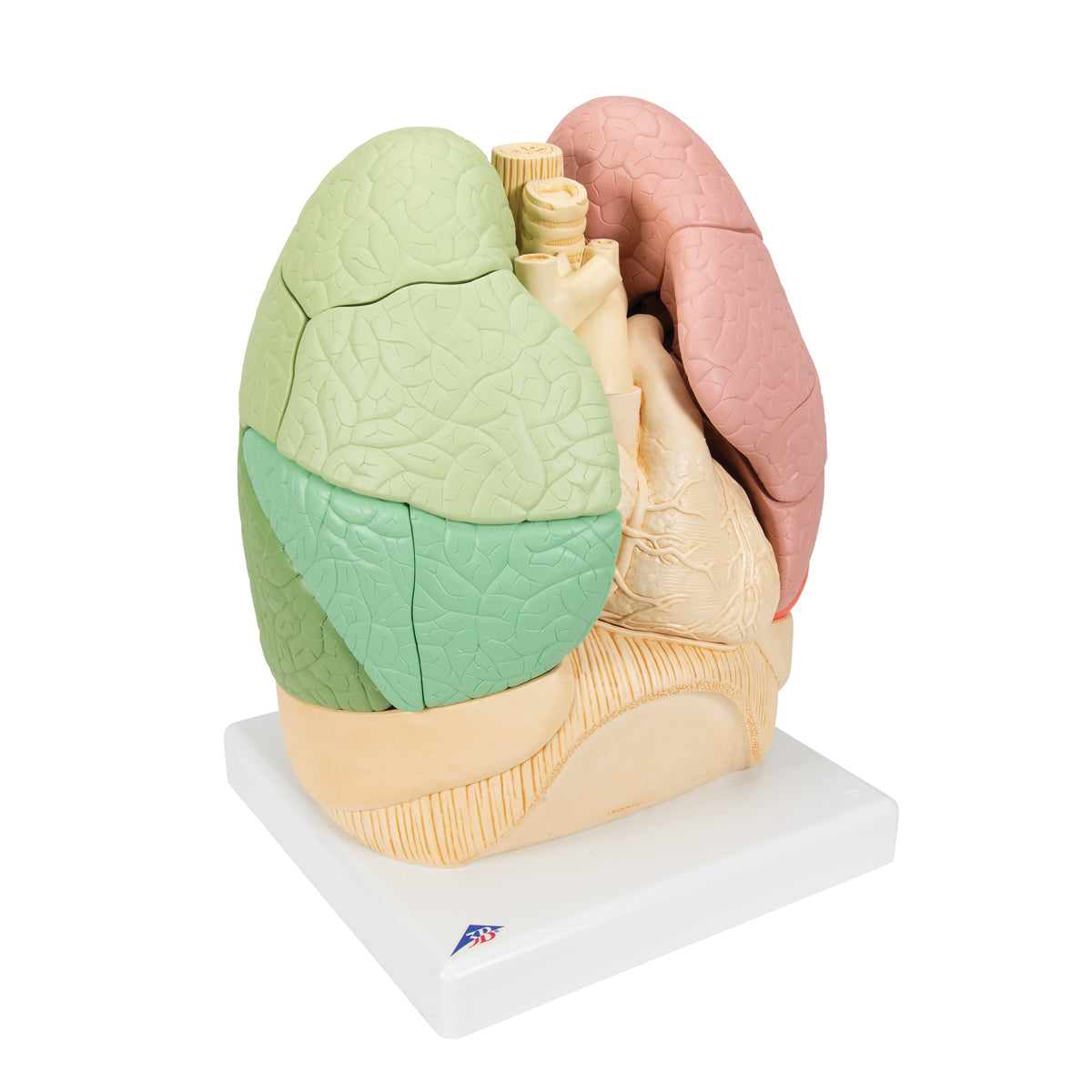 Segmented Lung