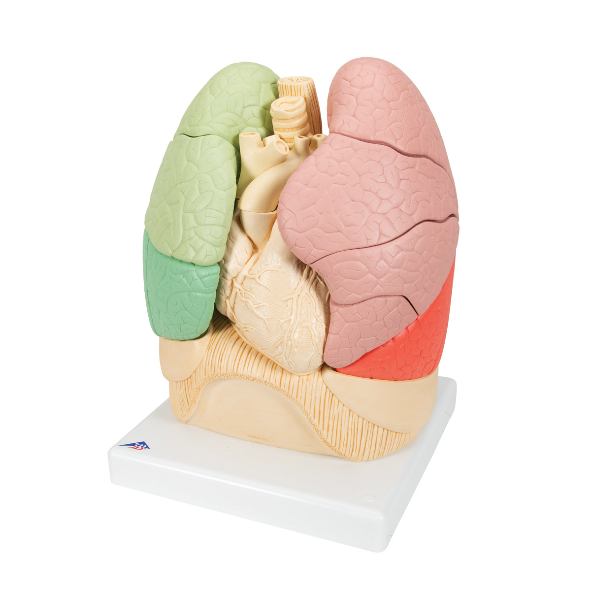 Segmented Lung