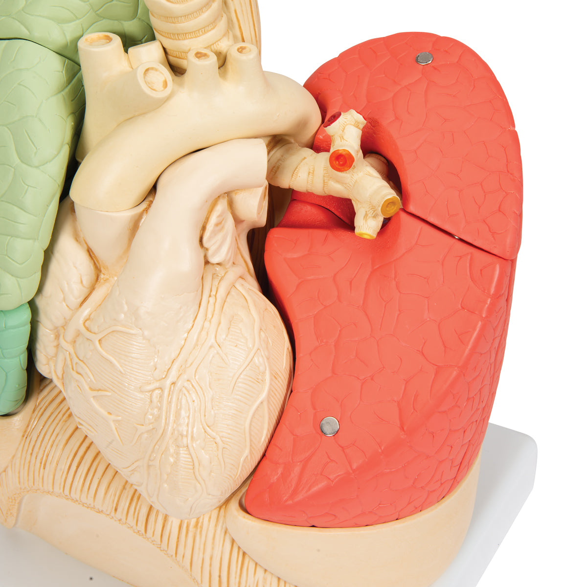 Segmented Lung