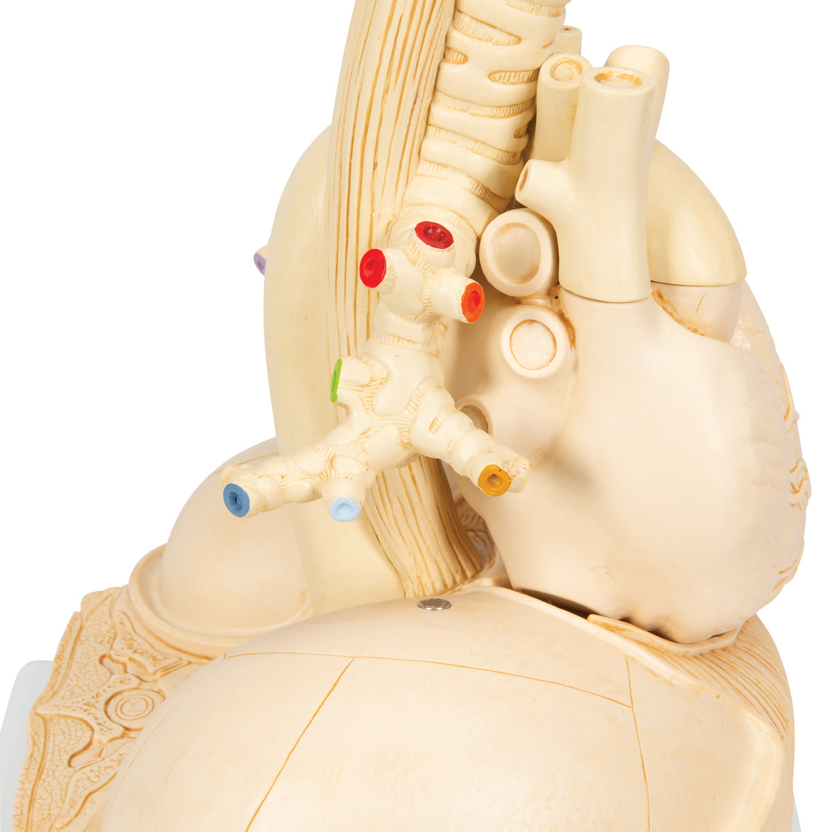 Segmented Lung