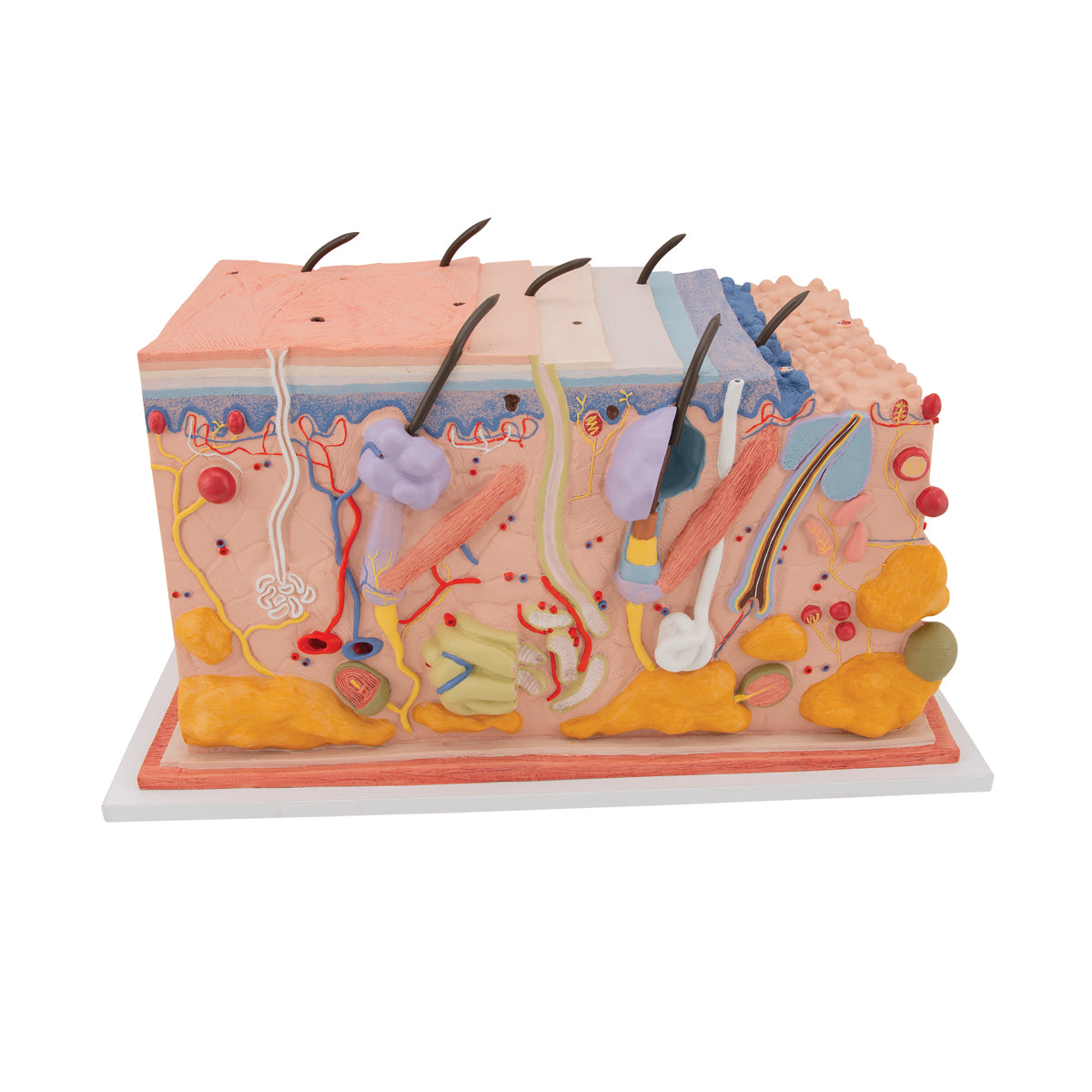 Skin Block Model 70x Full-Size