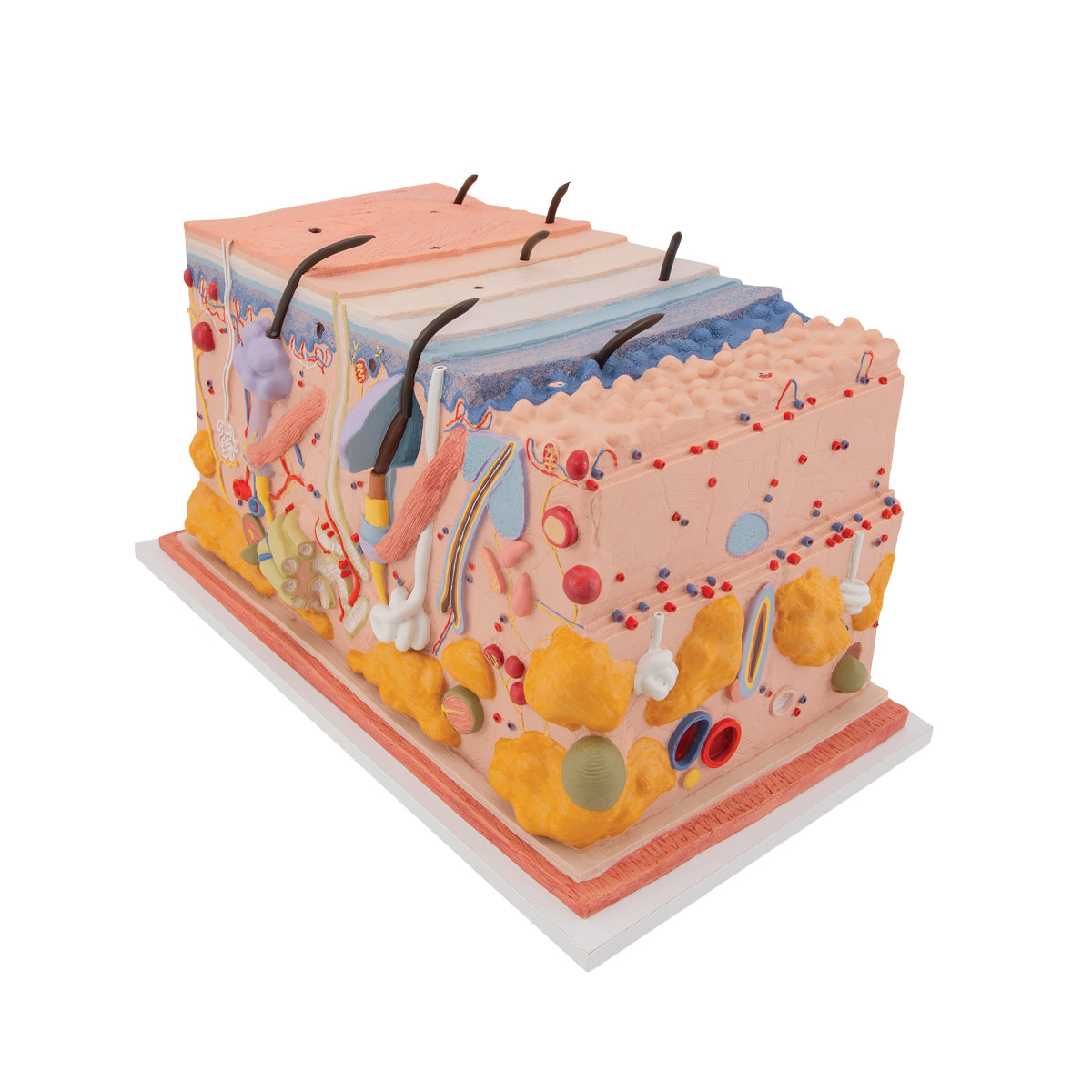 Skin Block Model 70x Full-Size