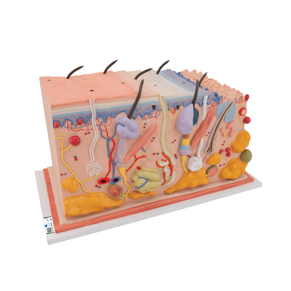 Skin Block Model 70x Full-Size
