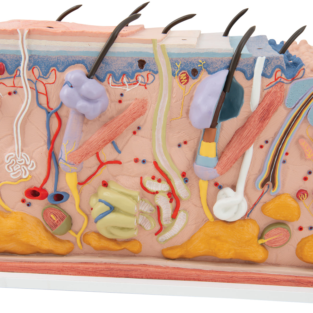 Skin Block Model 70x Full-Size
