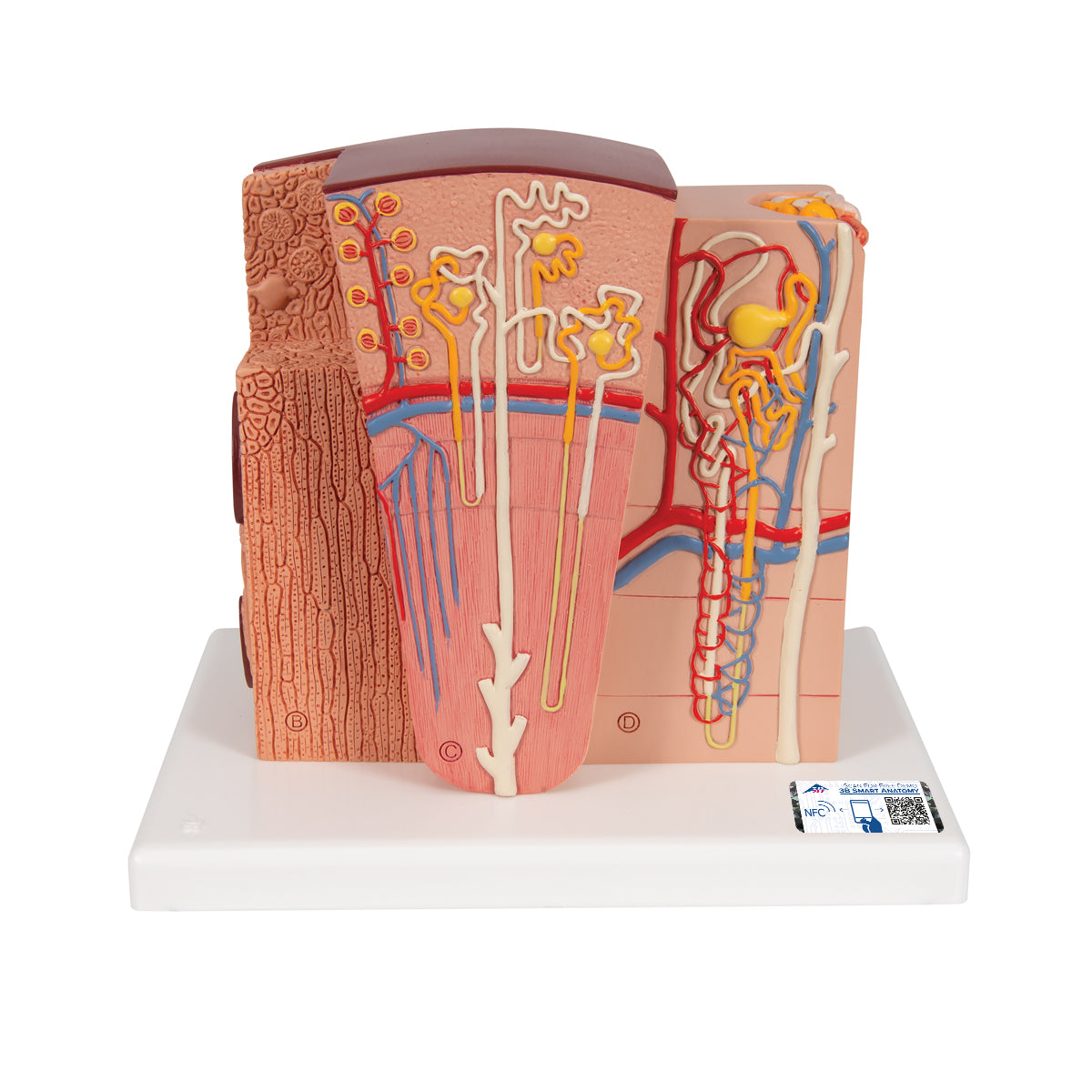 3B Microanatomy Kidney