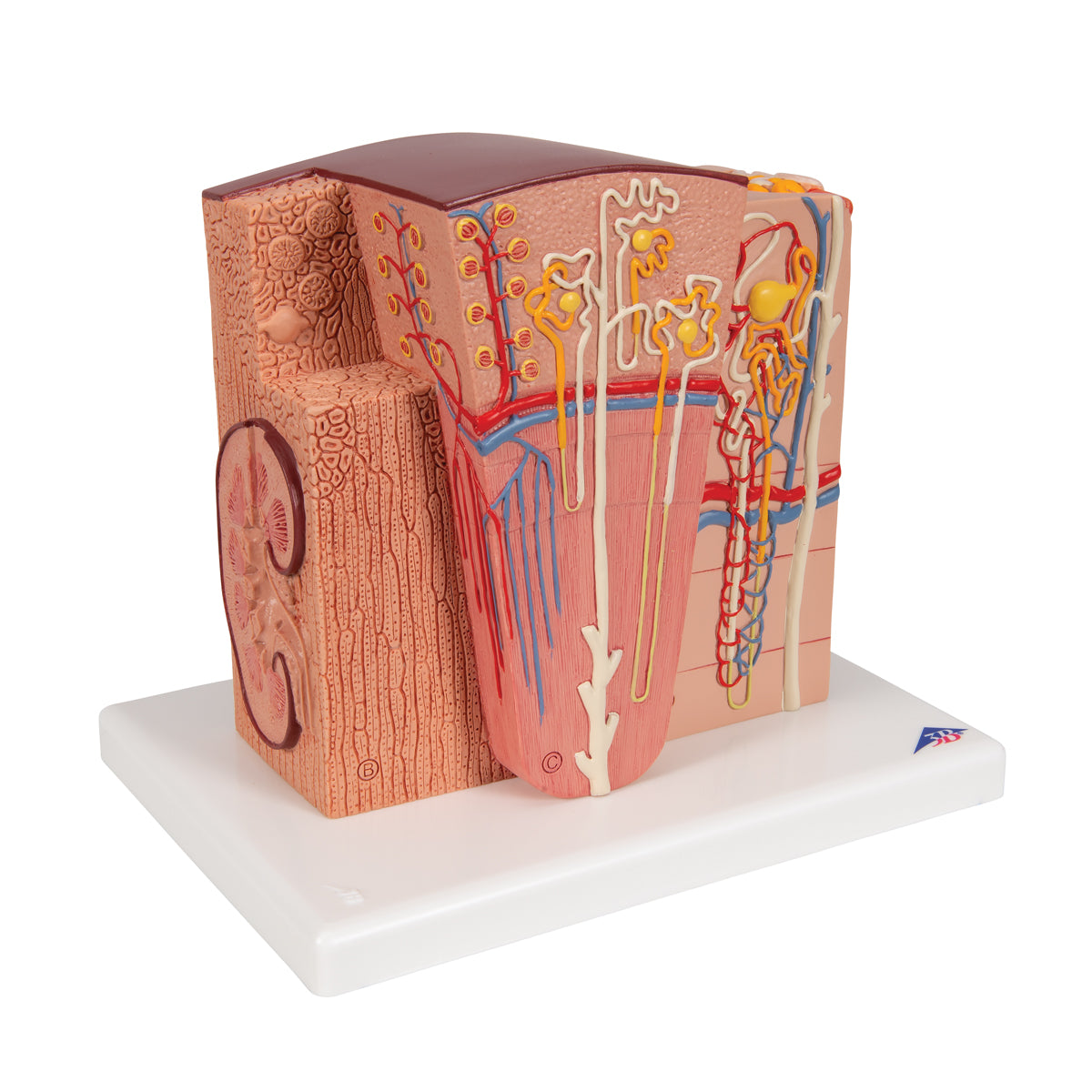 3B Microanatomy Kidney