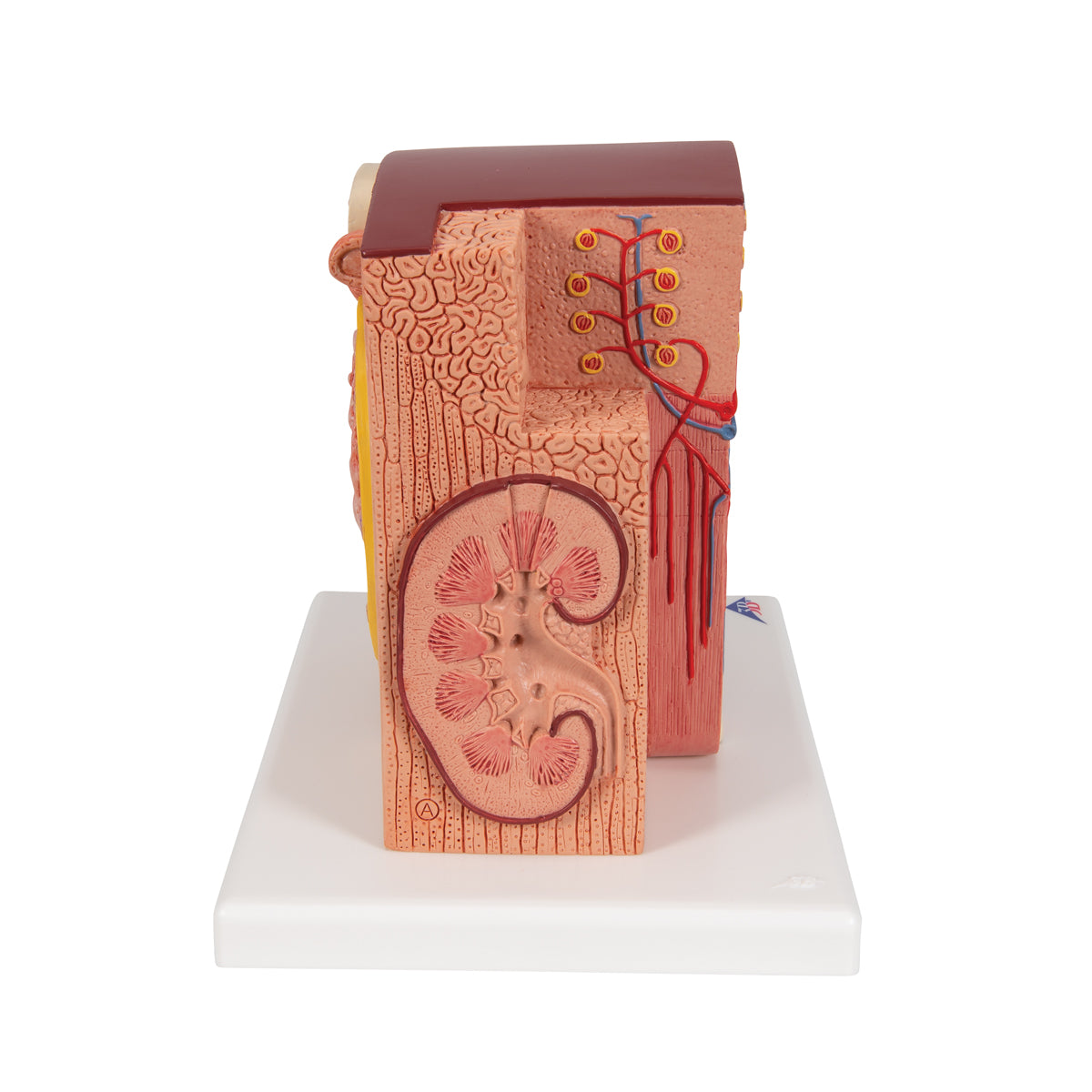 3B Microanatomy Kidney