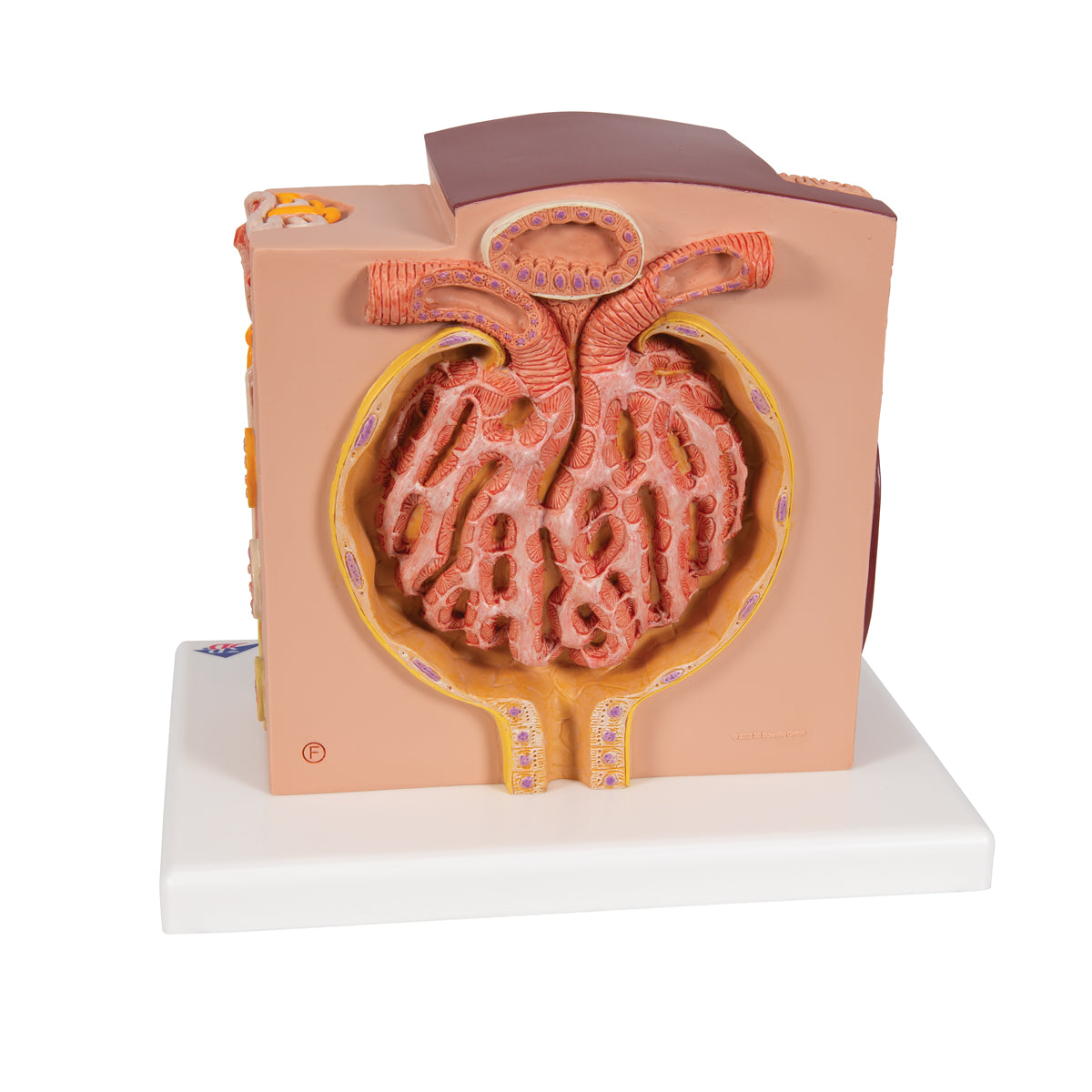 3B Microanatomy Kidney