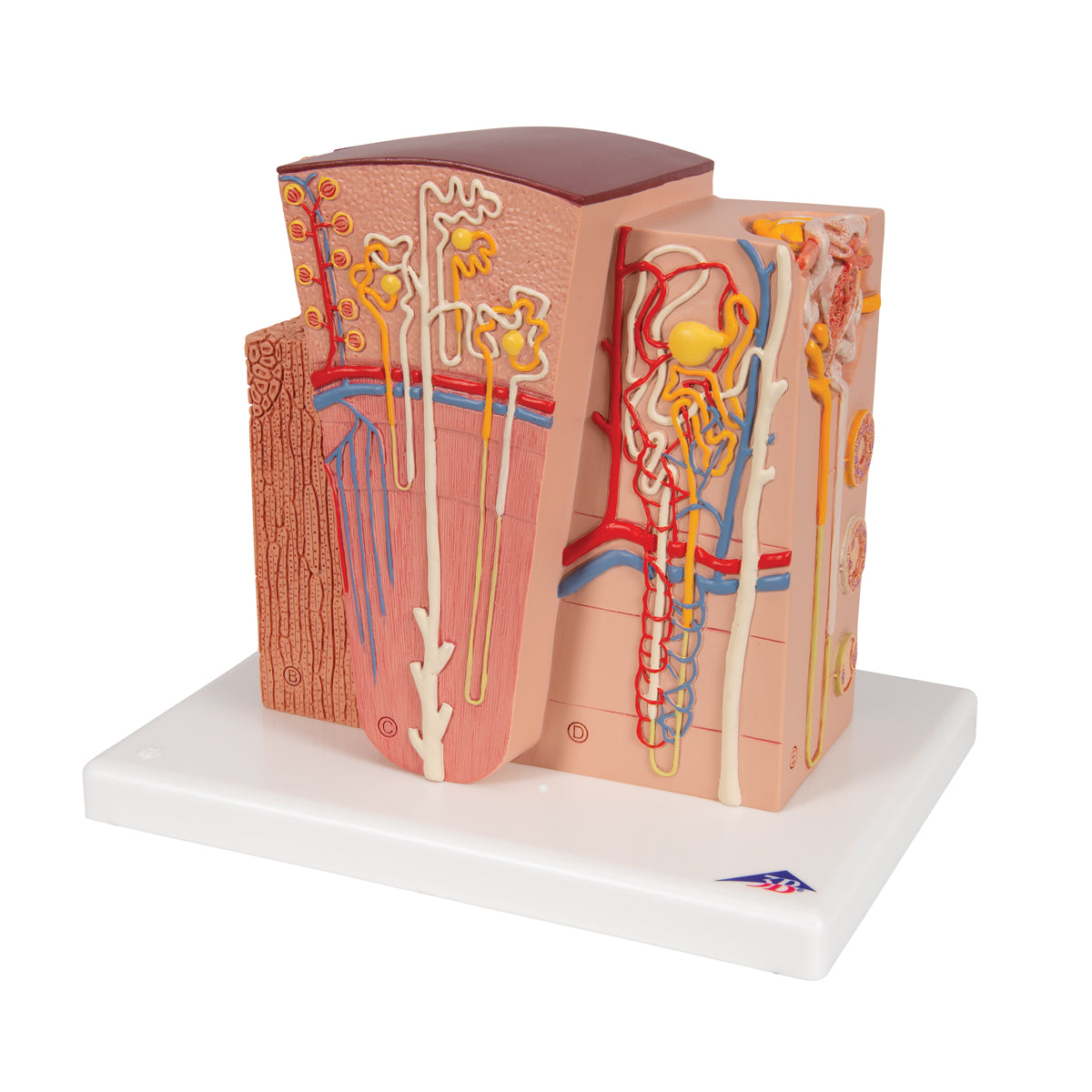 3B Microanatomy Kidney