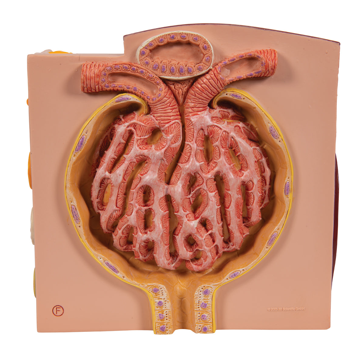 3B Microanatomy Kidney