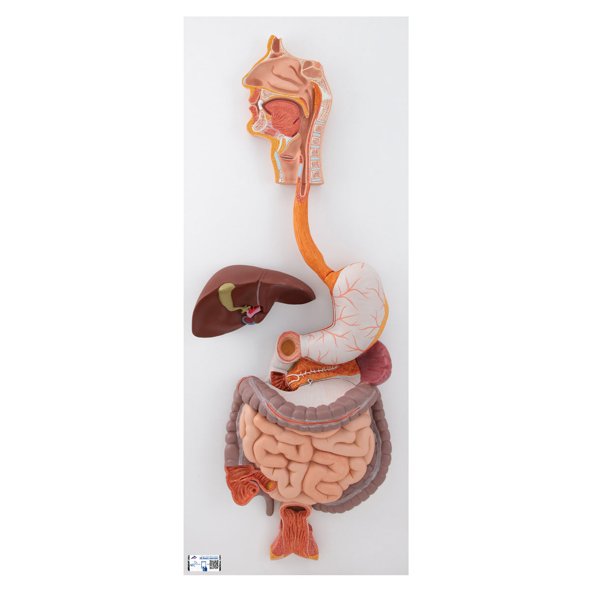 Digestive System Model, 3 Part