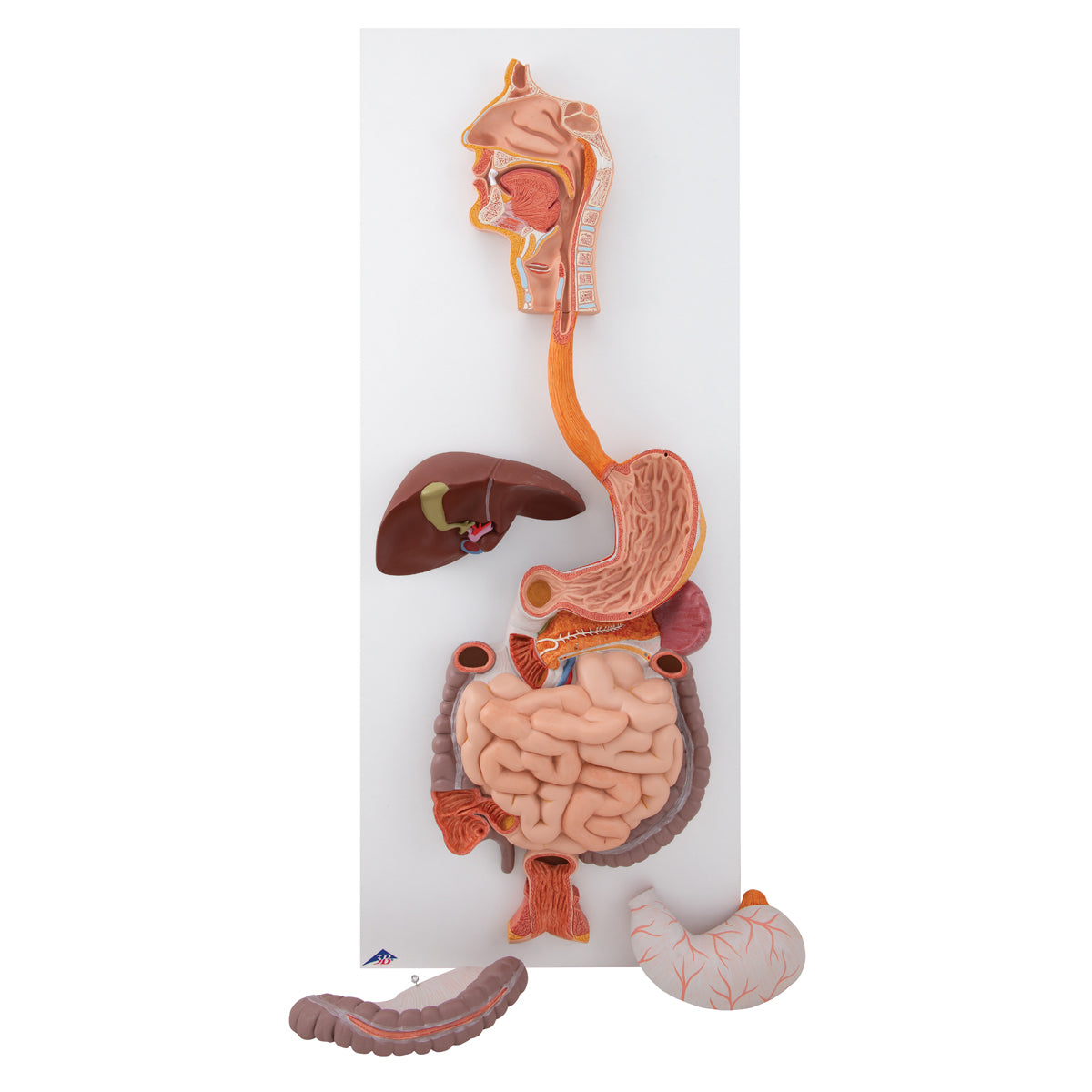 Digestive System Model, 3 Part
