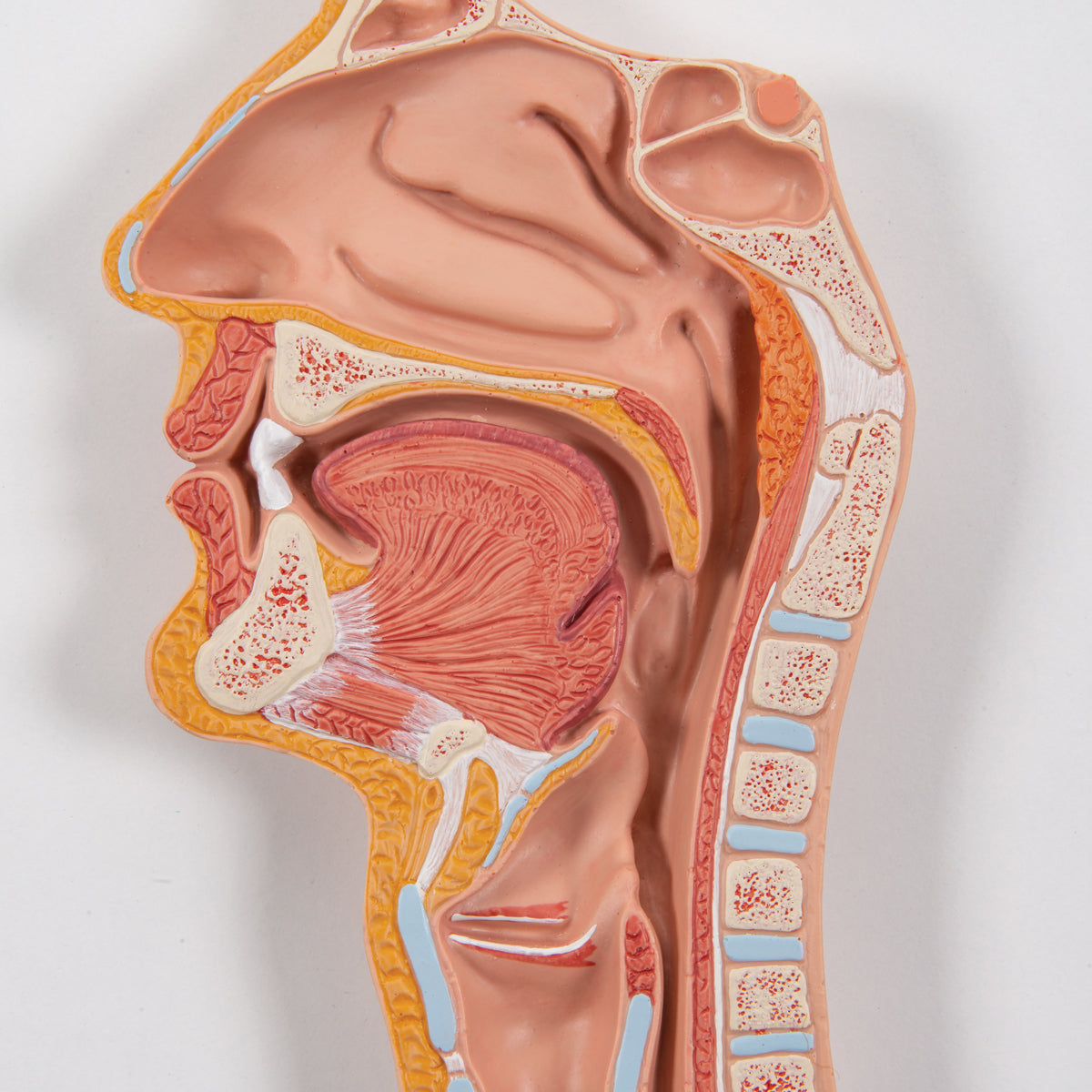 Digestive System Model, 3 Part