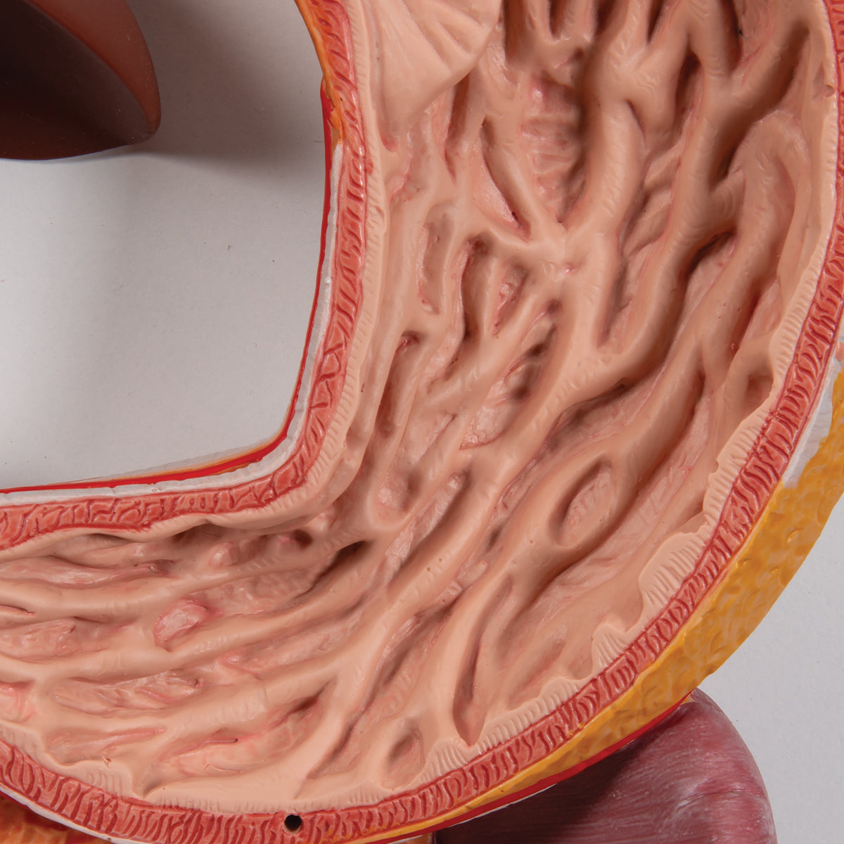 Digestive System Model, 3 Part