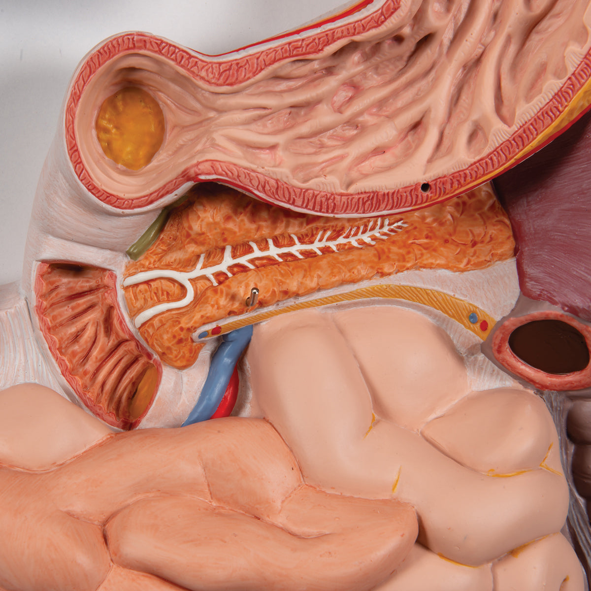 Digestive System Model, 3 Part