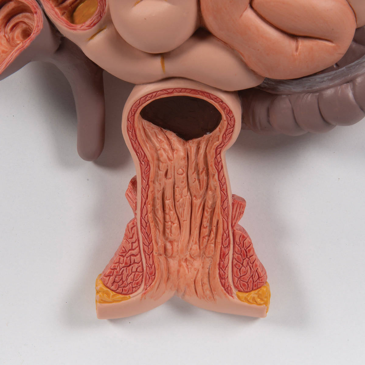 Digestive System Model, 3 Part