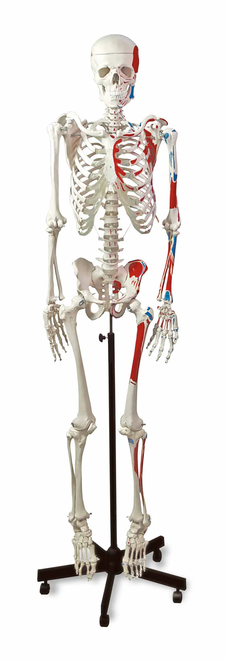 Skeleton Human Muscular