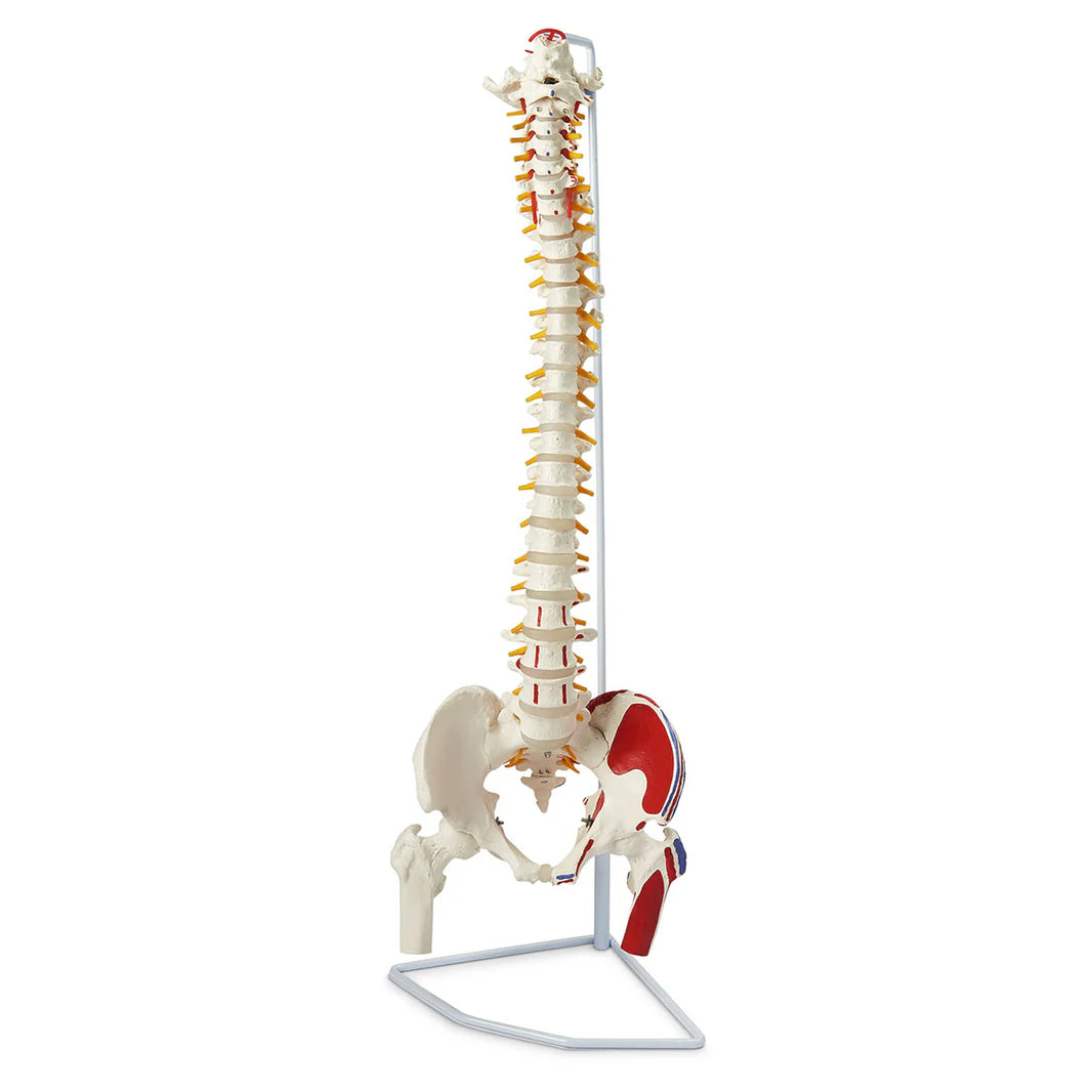 Model Vertebral Column