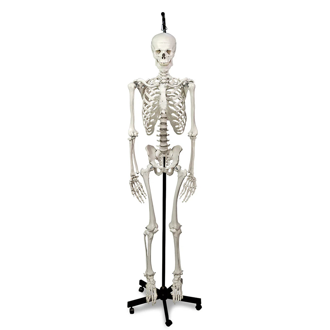 Hanging Skeleton with Natural Human Casting