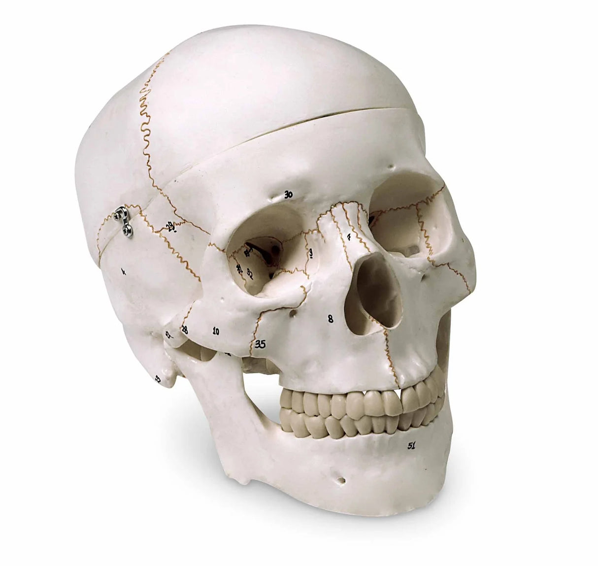 Model Human Skull Numbered