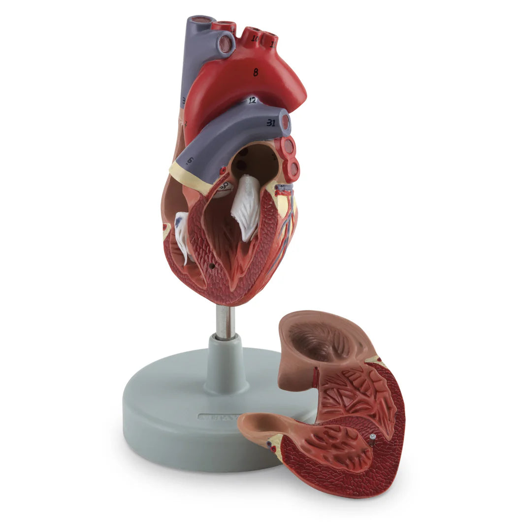 Heart Model 2 Parts