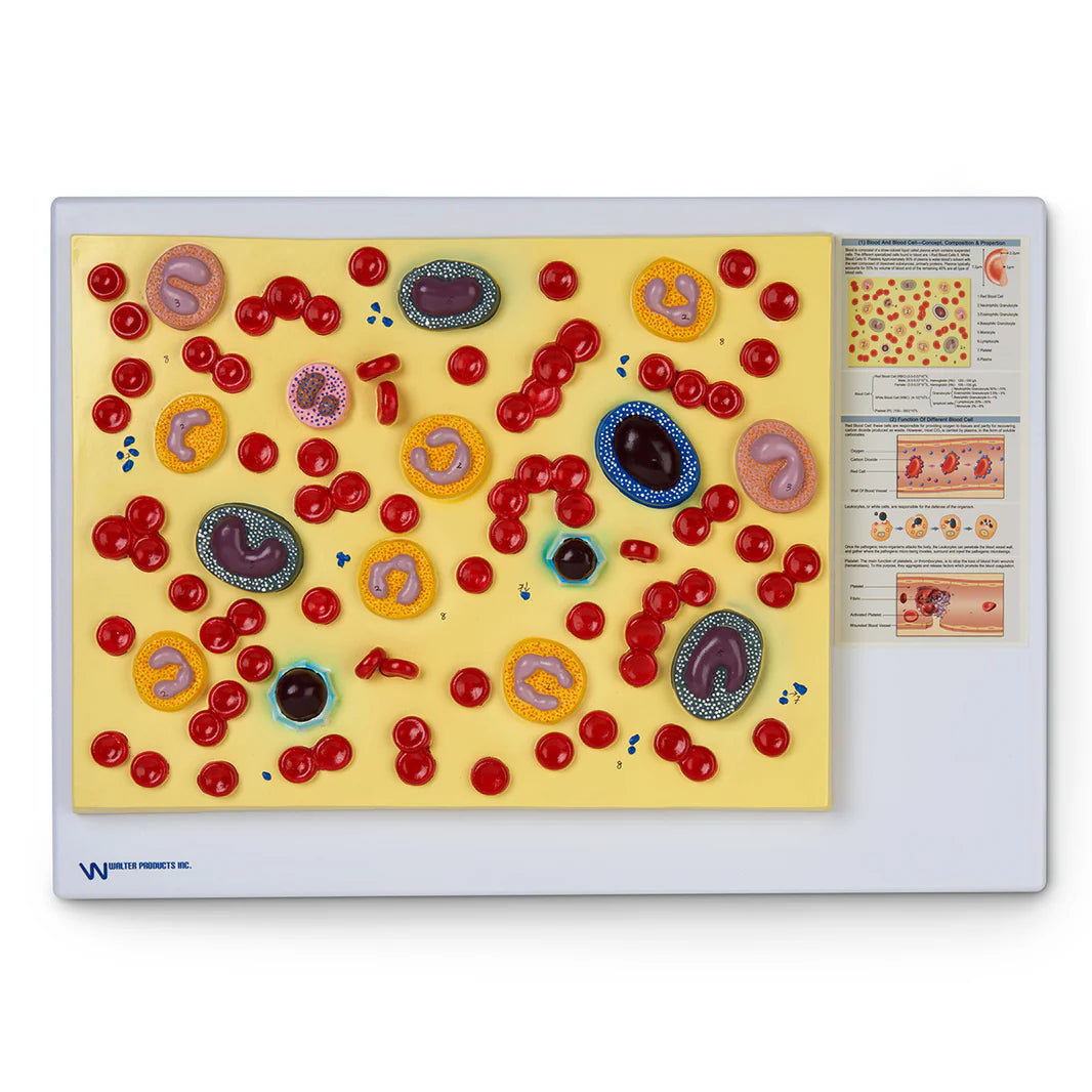 Human Blood Cells Model