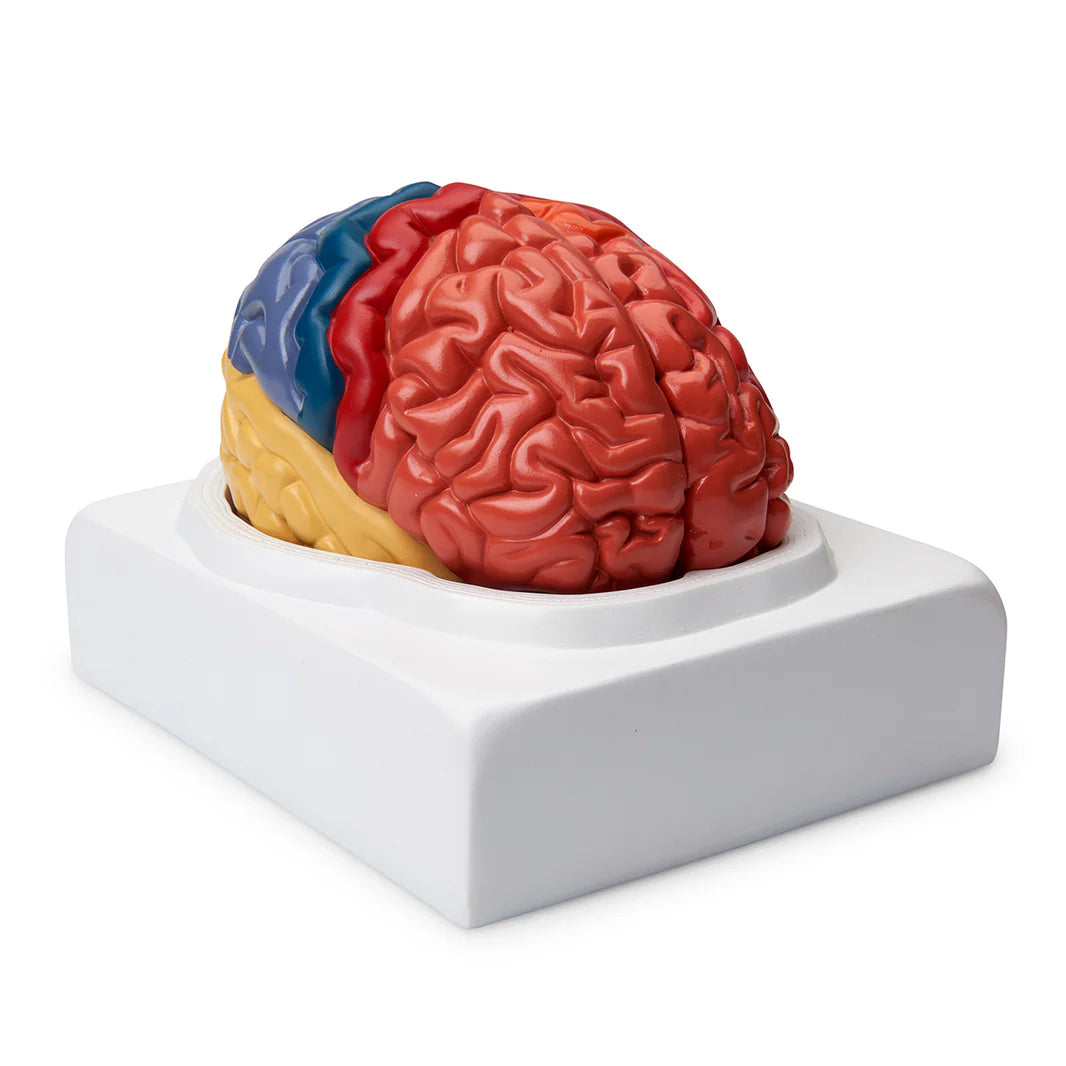 Regional Brain (2-Part)