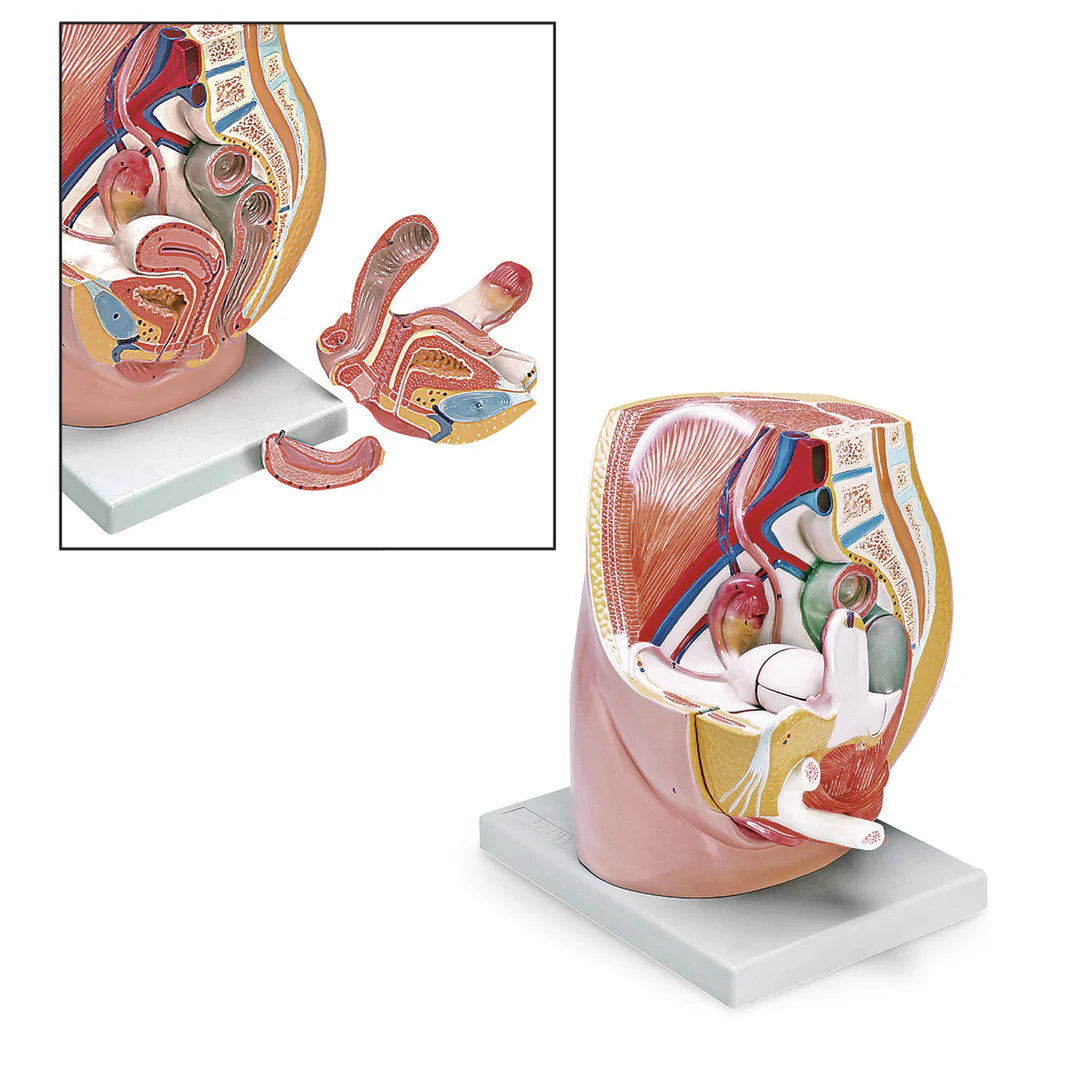 Female Pelvis Model (3-Part)