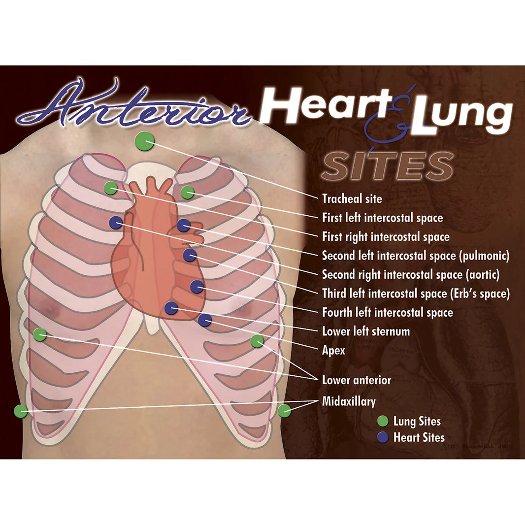 Anterior Heart & Lung Sites Poster