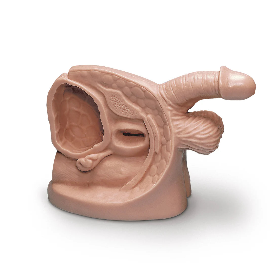 Catheter Model