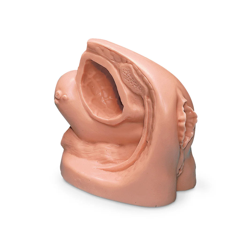Catheter Model