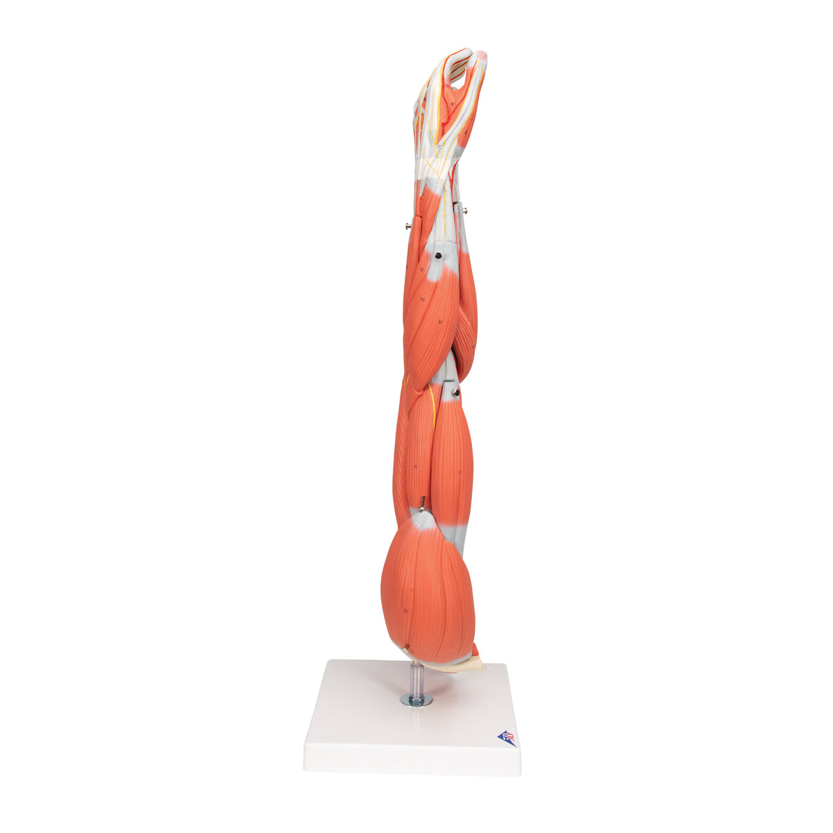Muscle Arm Model, 3/4 Life-Size, 6 part