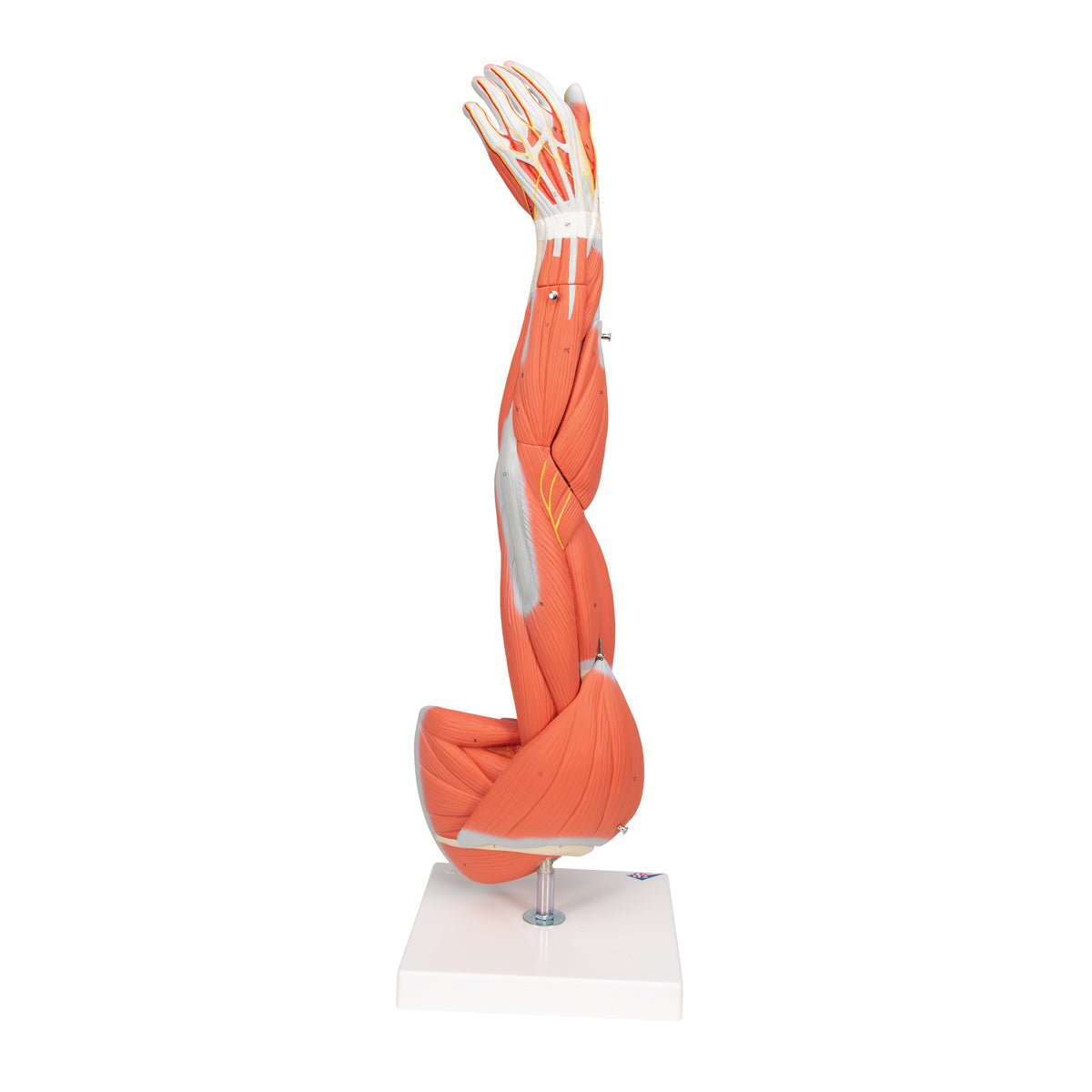Muscle Arm Model, 3/4 Life-Size, 6 part