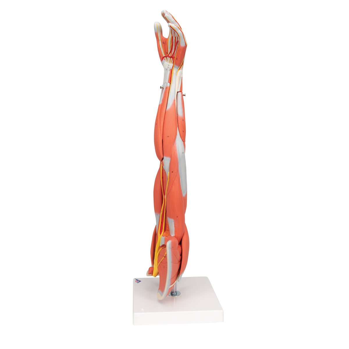 Muscle Arm Model, 3/4 Life-Size, 6 part