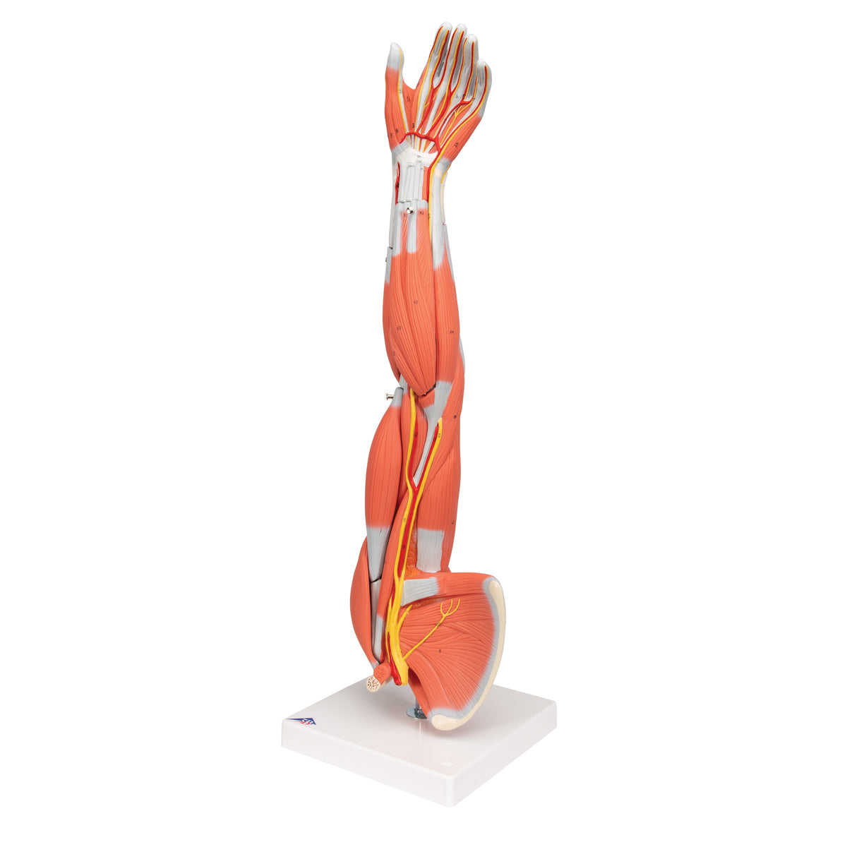 Muscle Arm Model, 3/4 Life-Size, 6 part